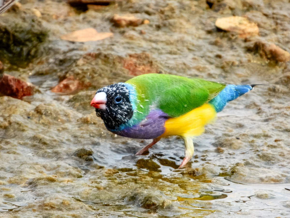Gouldian Finch - ML625677302