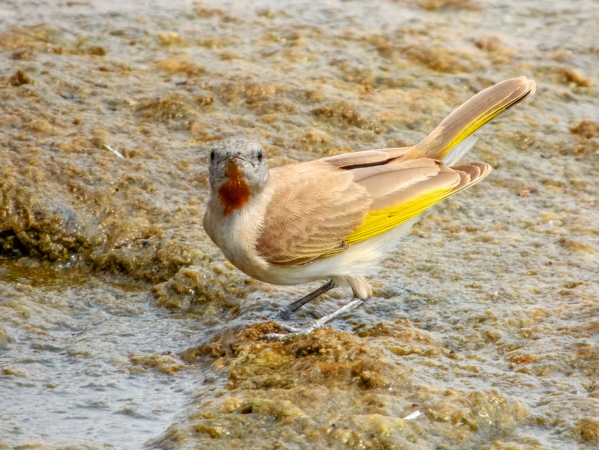 Rufous-throated Honeyeater - ML625677305