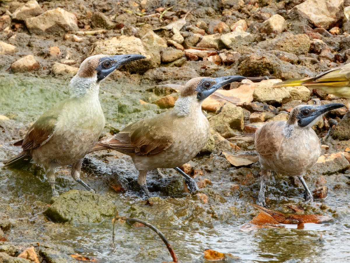 Little Friarbird - ML625677309