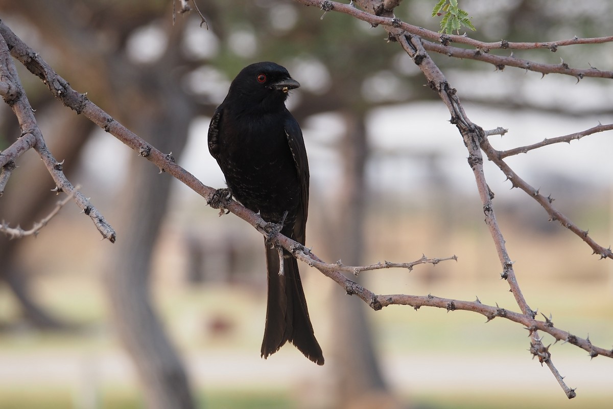 Trauerdrongo (apivorus) - ML625677406