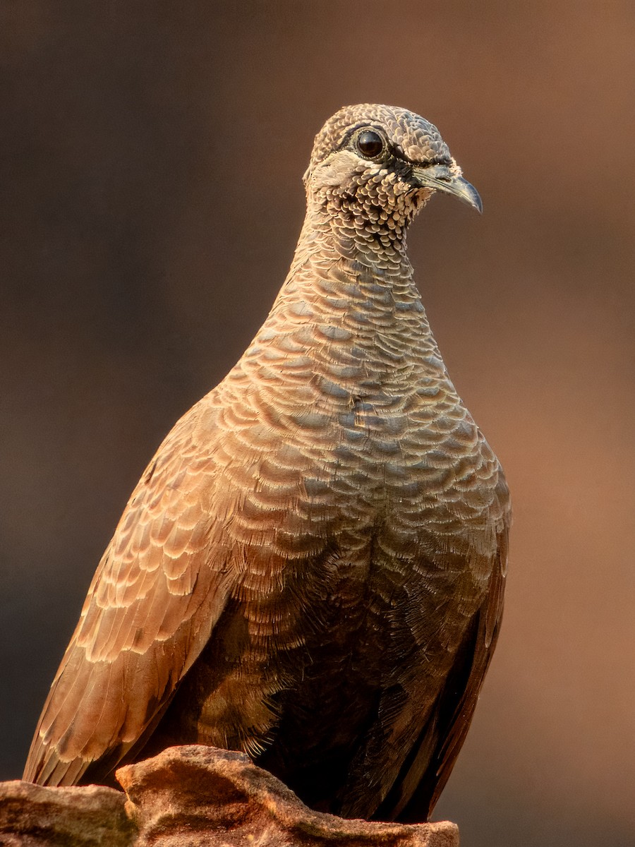 White-quilled Rock-Pigeon - ML625677412