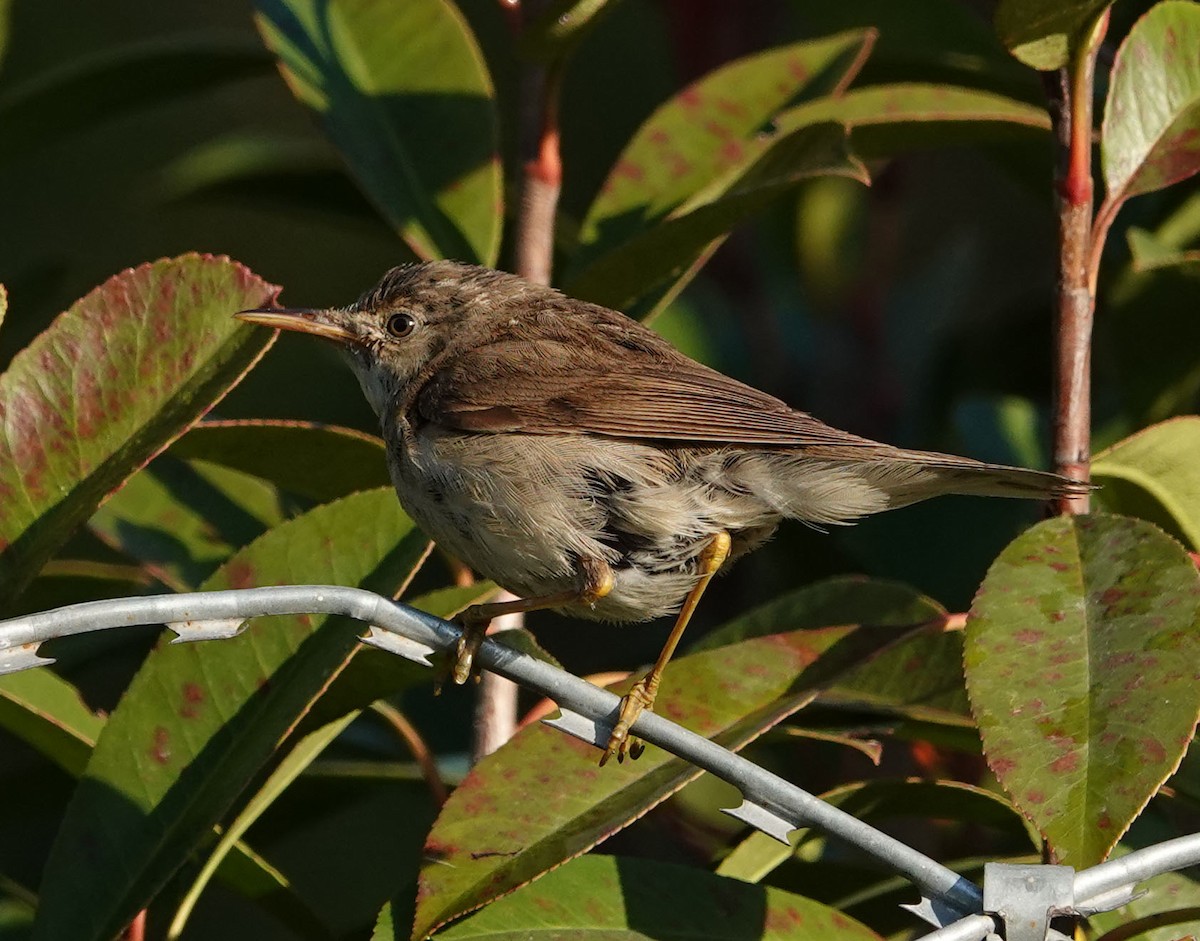 Marsh/Common Reed Warbler - ML625677451