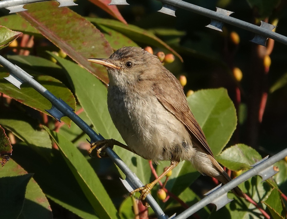 Marsh/Common Reed Warbler - ML625677453