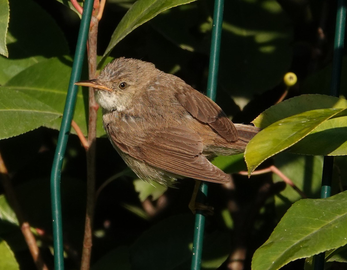 Marsh/Common Reed Warbler - ML625677454