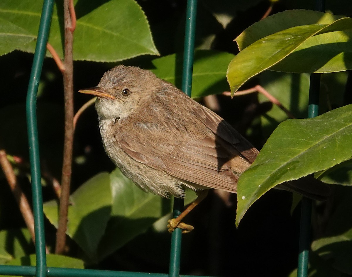 Marsh/Common Reed Warbler - ML625677456