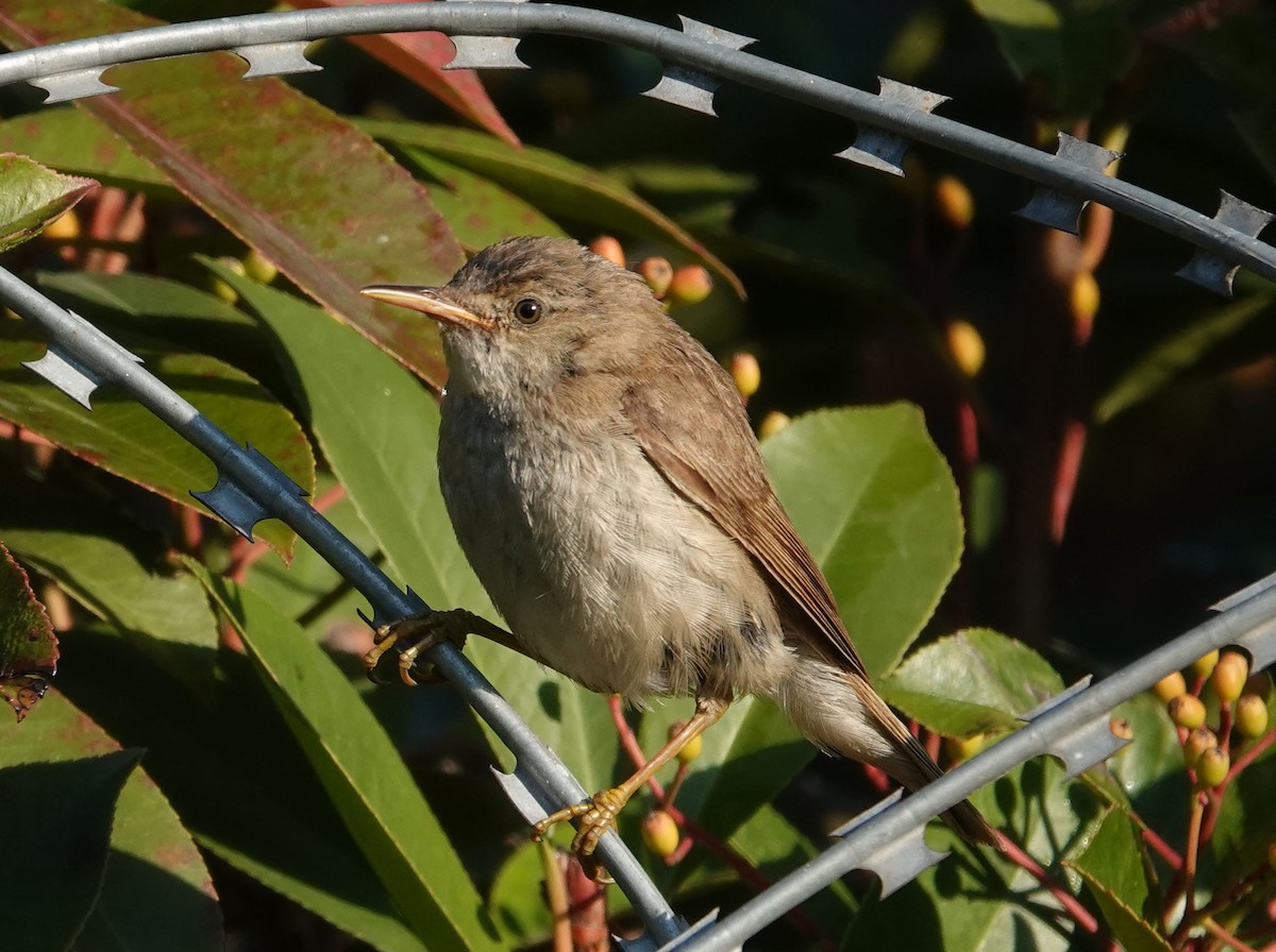Marsh/Common Reed Warbler - ML625677457