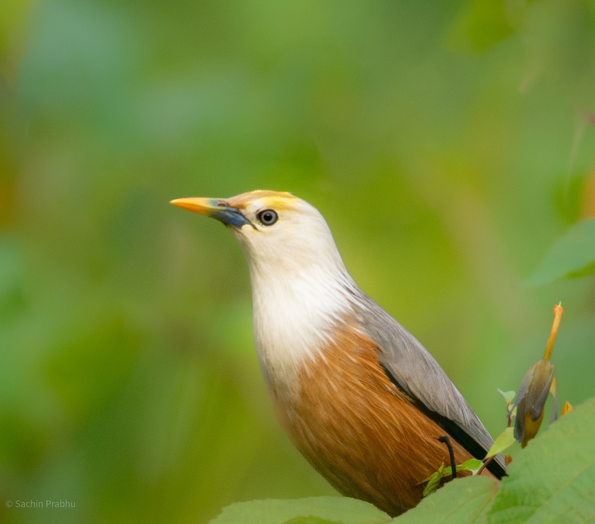 Malabar Starling - ML625677499