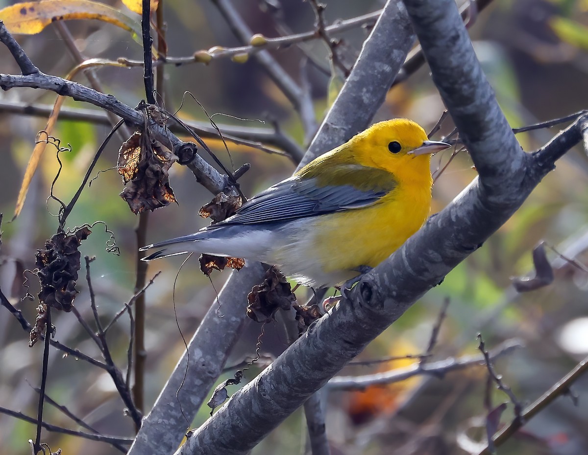 Prothonotary Warbler - ML625677506