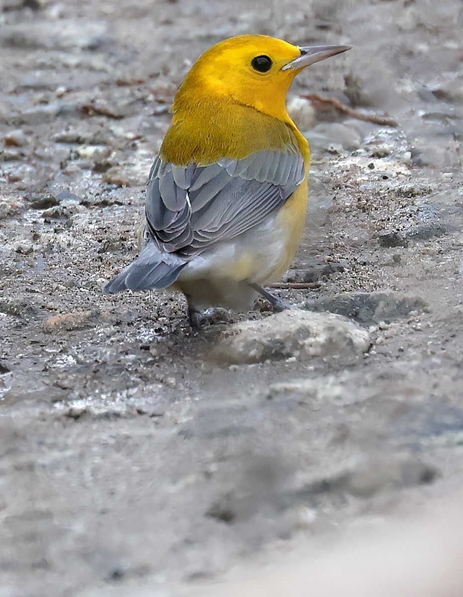 Prothonotary Warbler - ML625677507