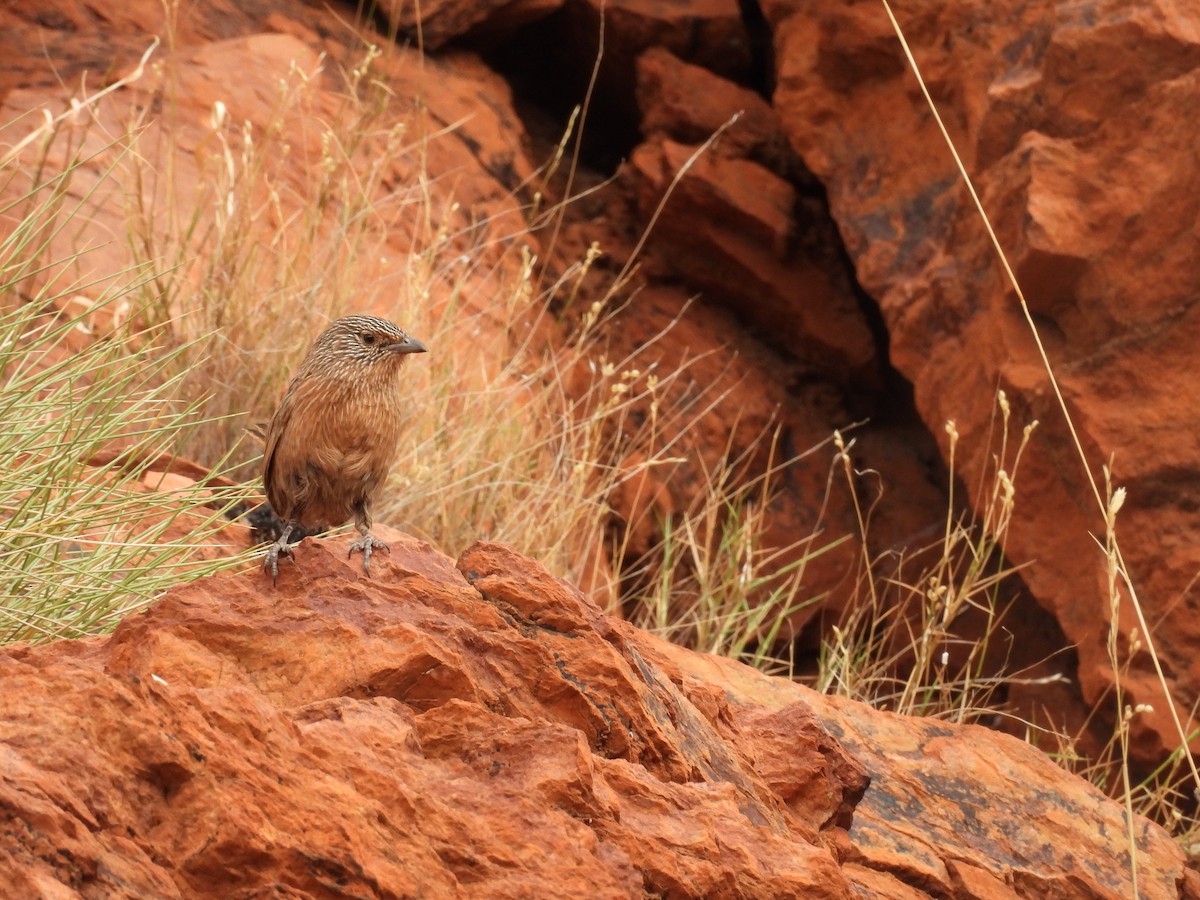 Dusky Grasswren - ML625677512