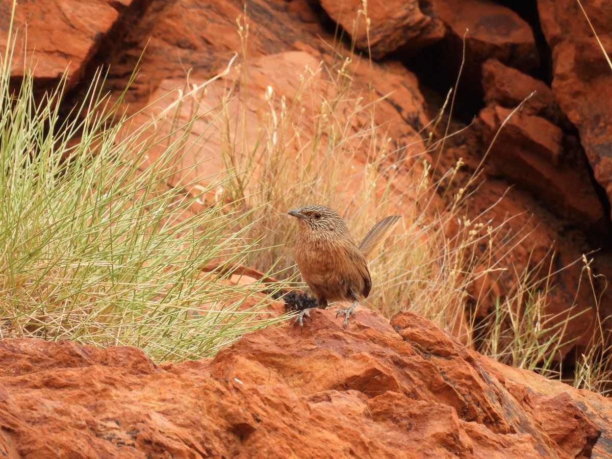 Dusky Grasswren - ML625677513