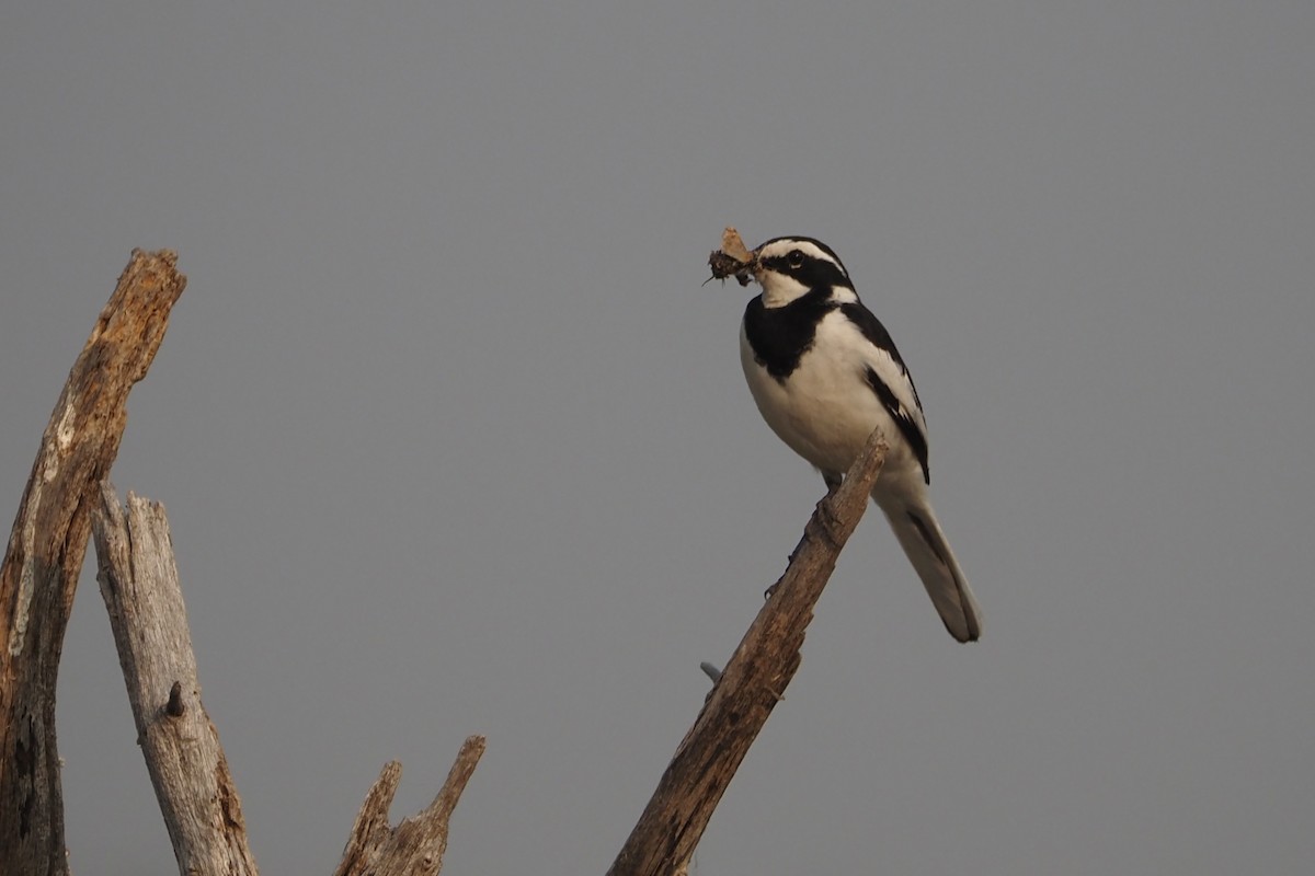 African Pied Wagtail - ML625677532