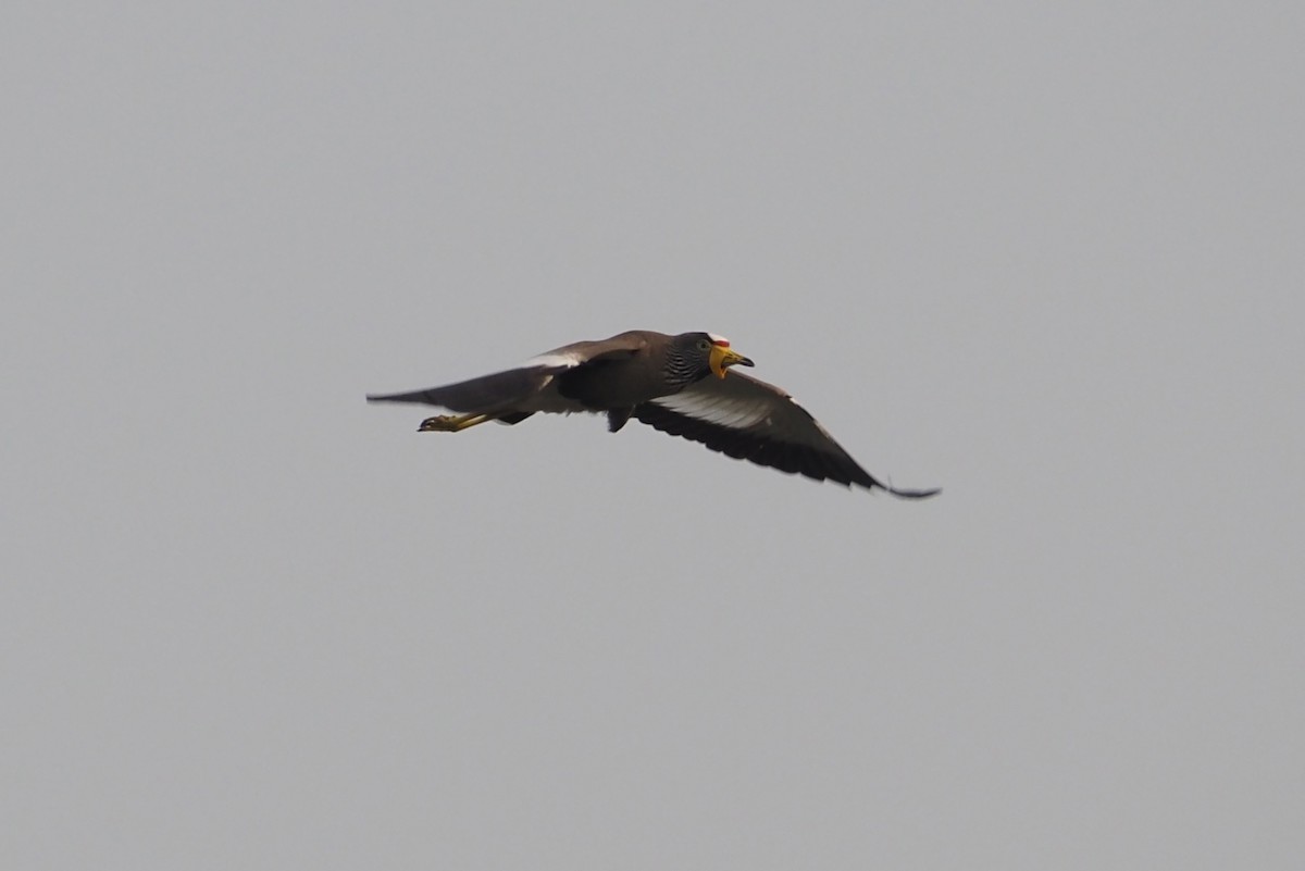 Wattled Lapwing - ML625677536