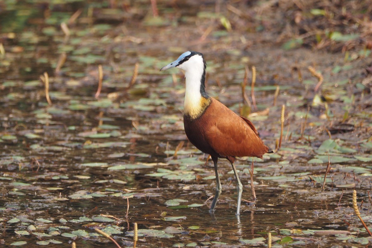 African Jacana - ML625677537