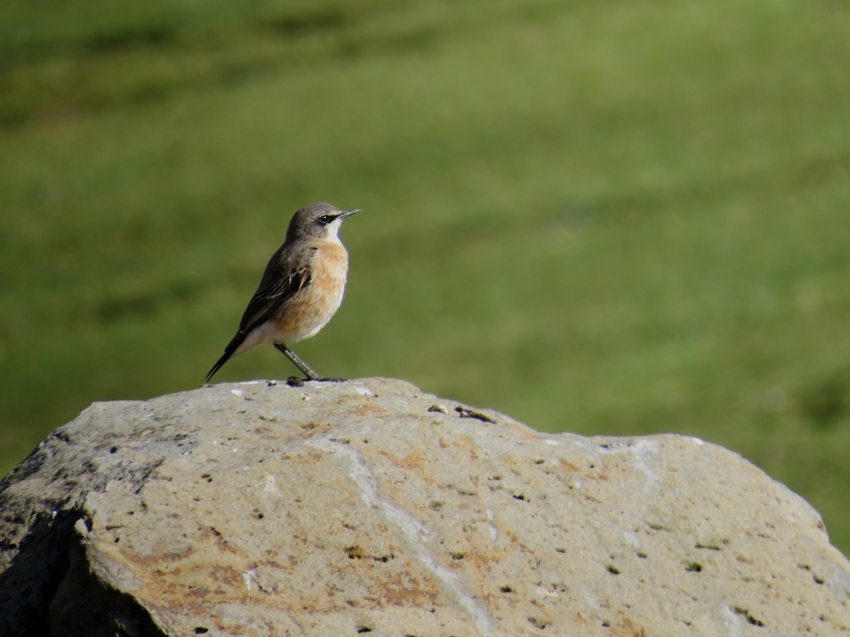 Rusty-breasted Wheatear - ML625677544