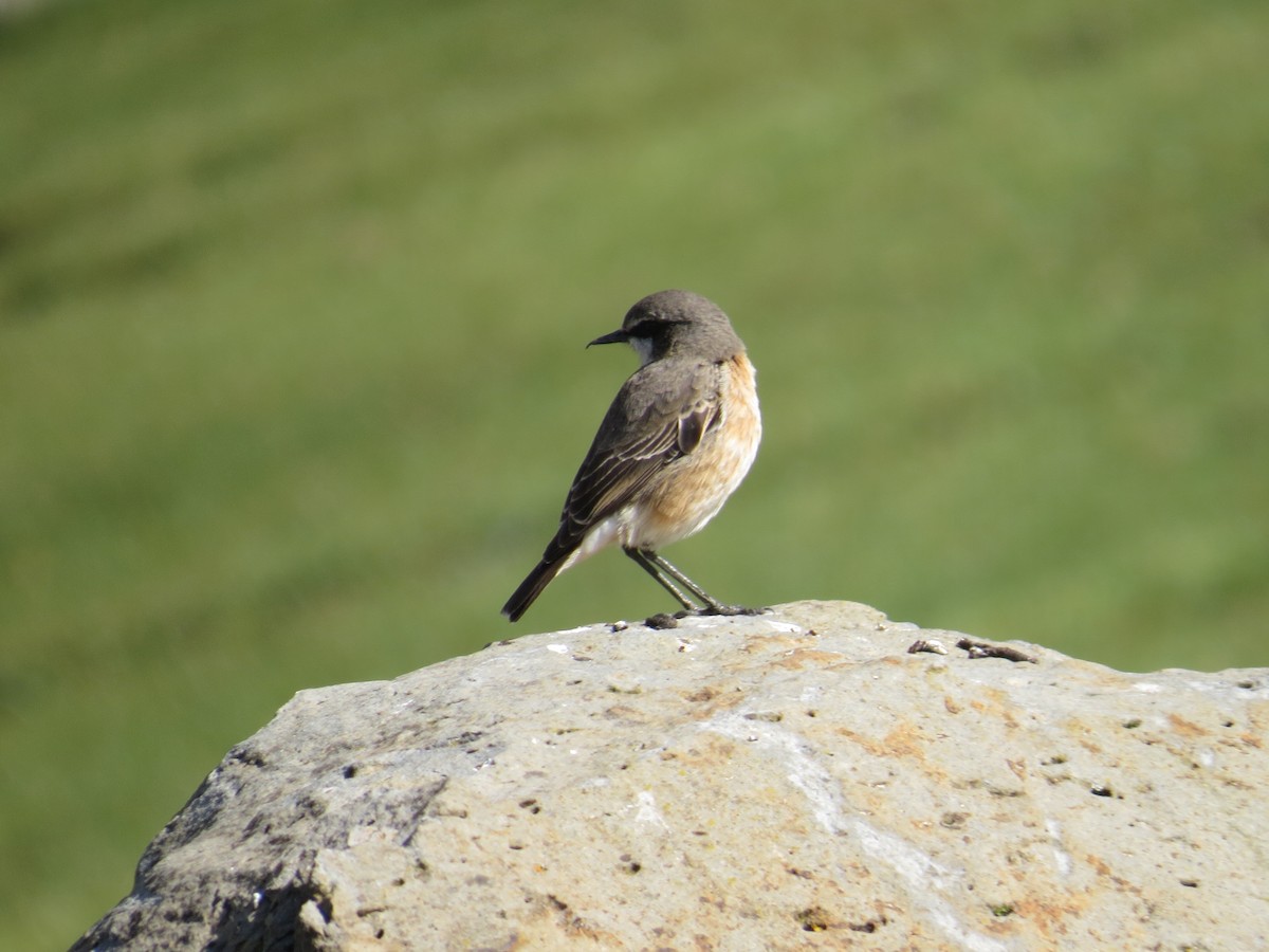 Rusty-breasted Wheatear - ML625677547