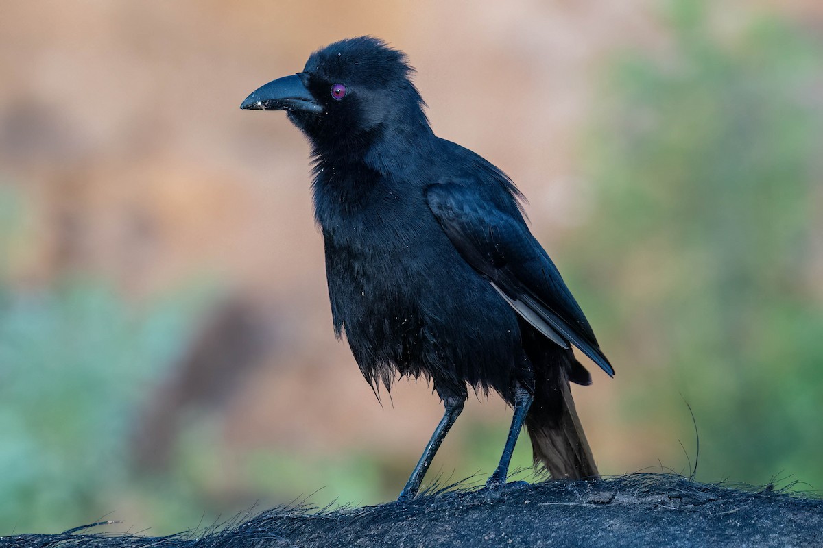 svartskjære - ML625677553