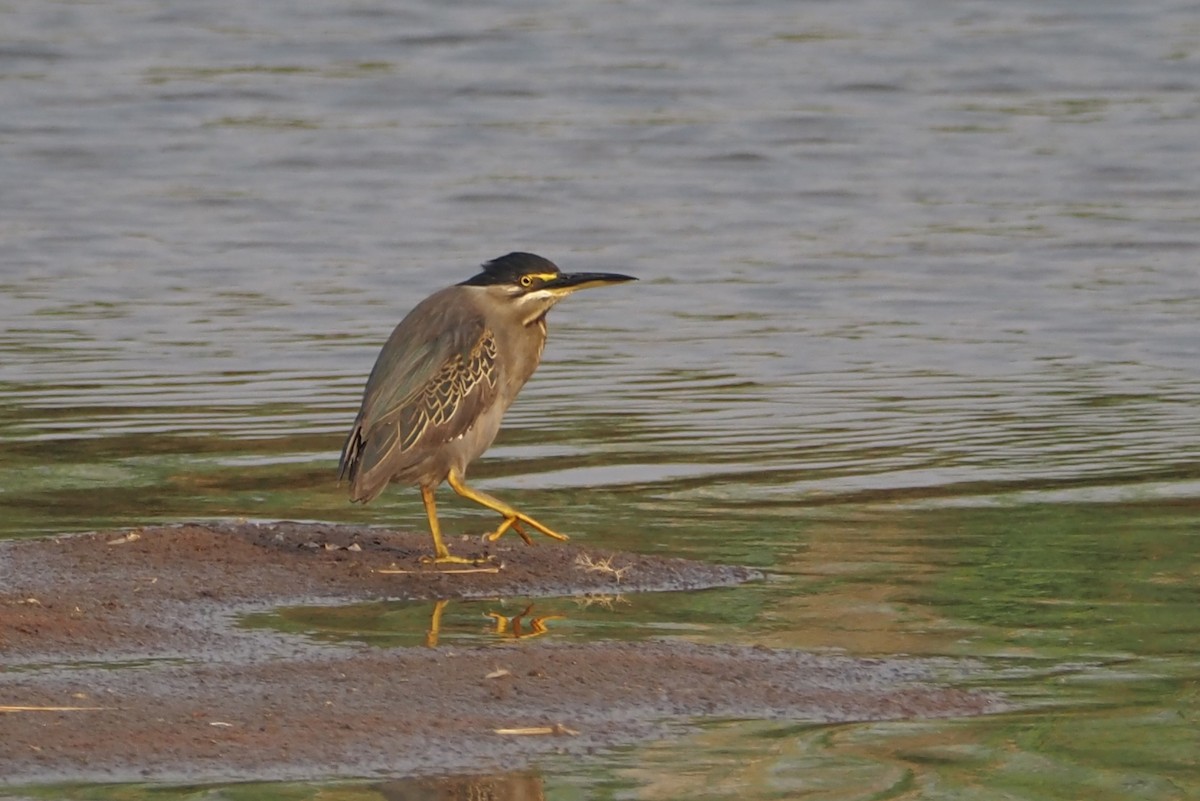 Striated Heron (Old World) - ML625677556