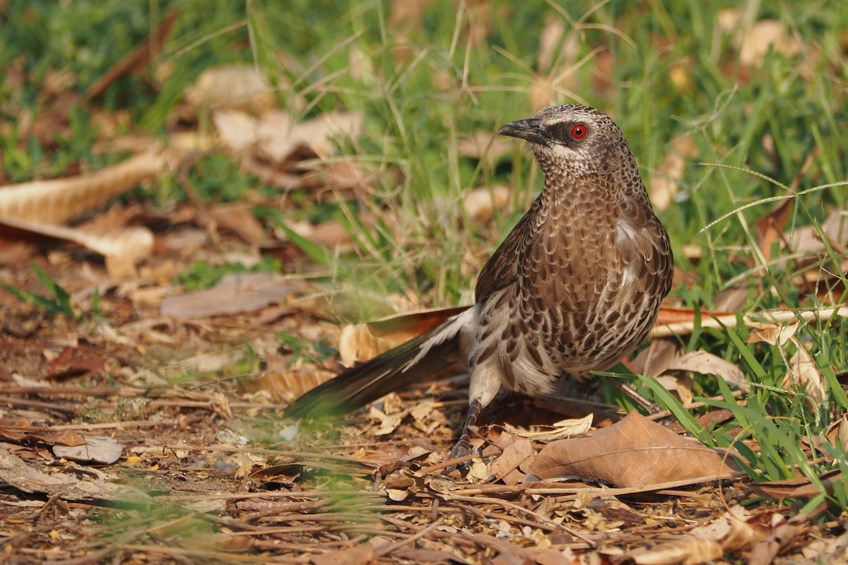 Hartlaub's Babbler - ML625677558