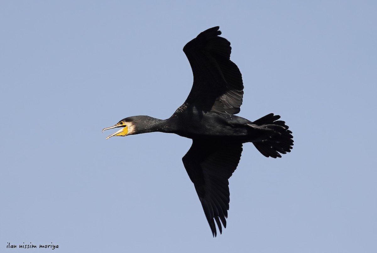 Kormoran - ML625677686