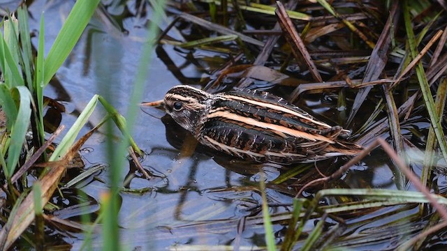 Jack Snipe - ML625677730