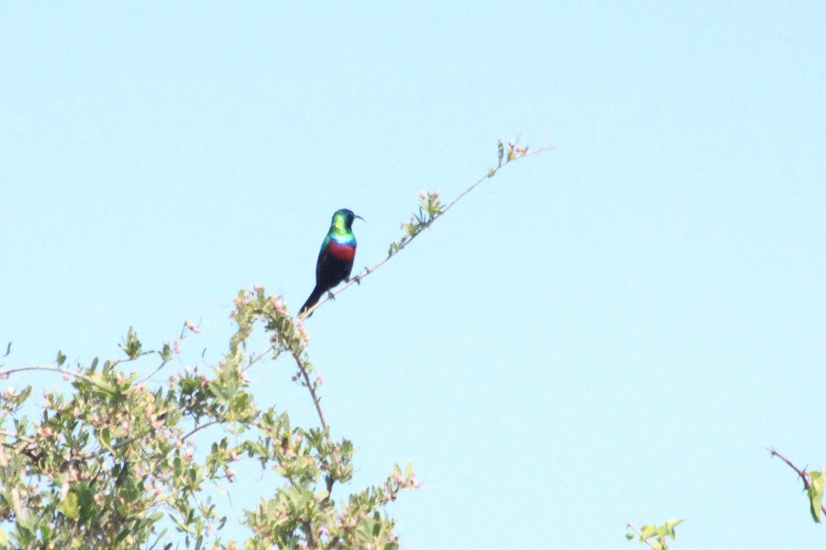 Neergaard's Sunbird - ML625677773