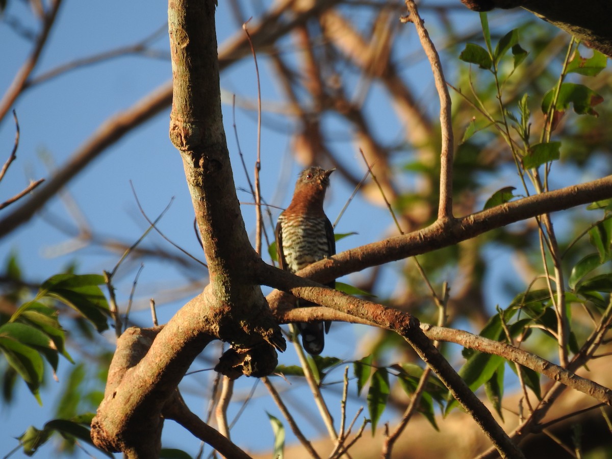 Violet Cuckoo - ML625678109