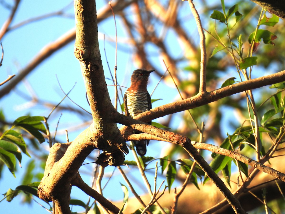 Violet Cuckoo - ML625678171