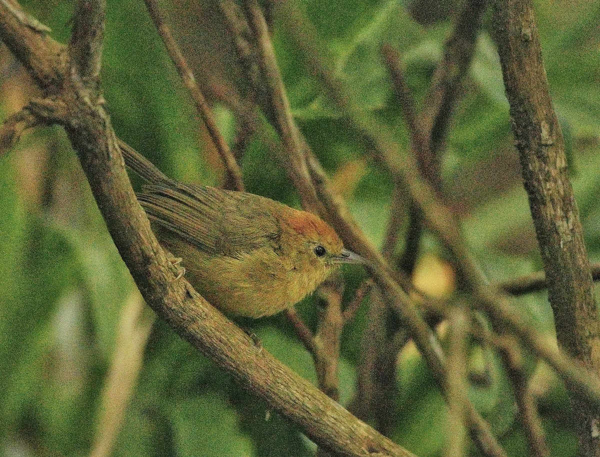 Rufous-capped Babbler - ML625678223