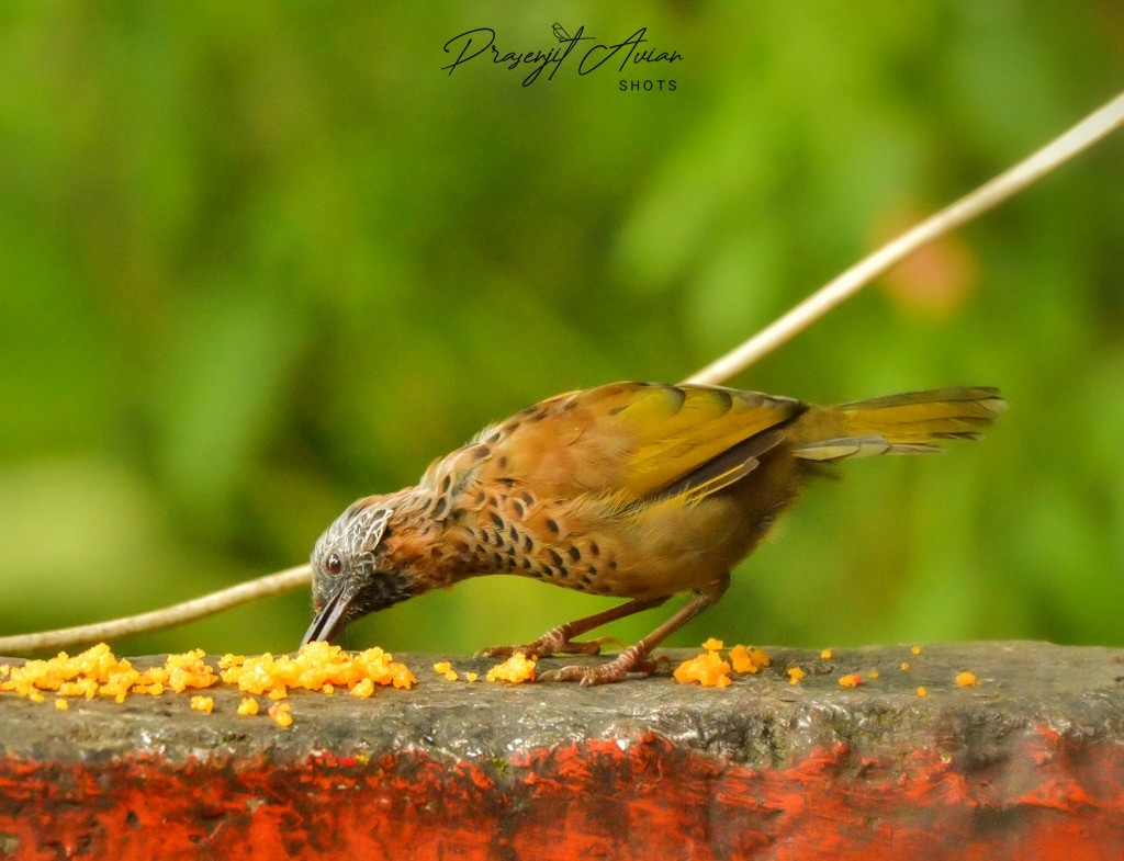 Chestnut-crowned Laughingthrush - ML625678224