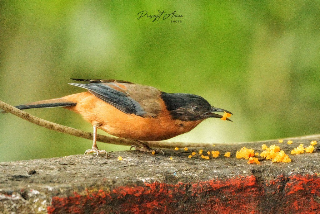 Rufous Sibia - ML625678227