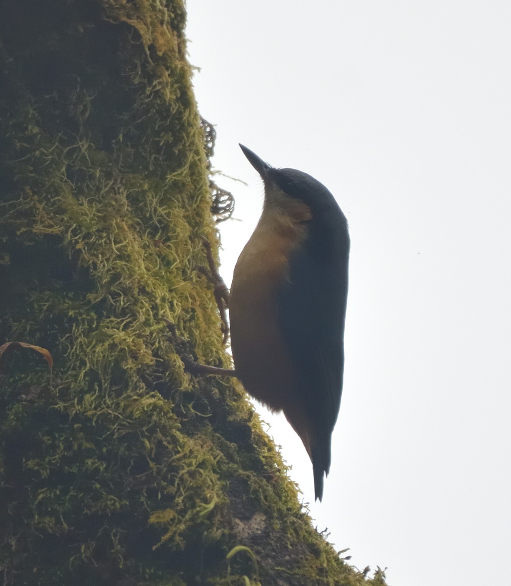 White-tailed Nuthatch - ML625678258