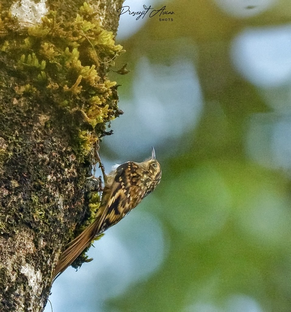 Sikkim Treecreeper - ML625678260