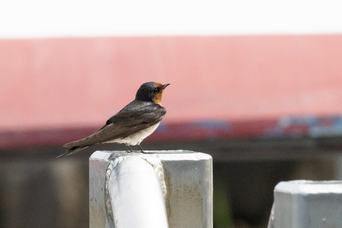 Welcome Swallow - ML625678491