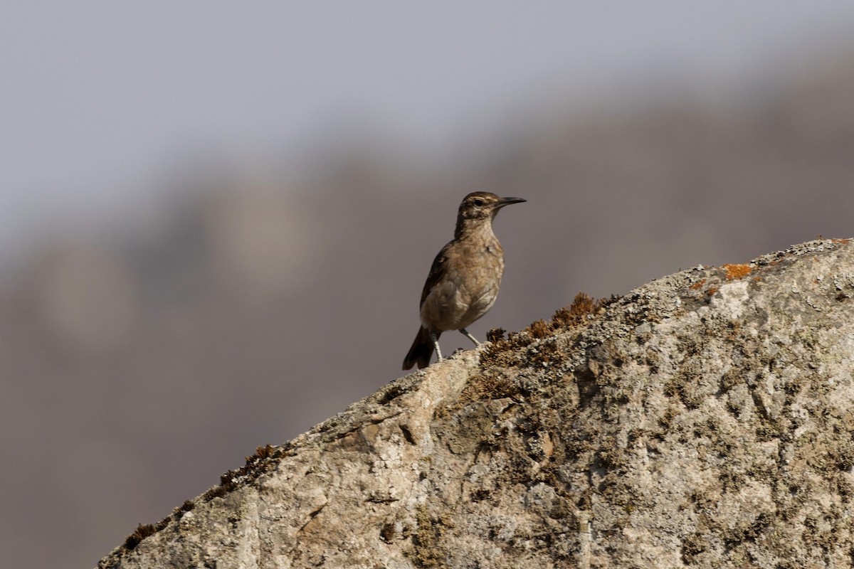 Thick-billed Miner - ML625678725