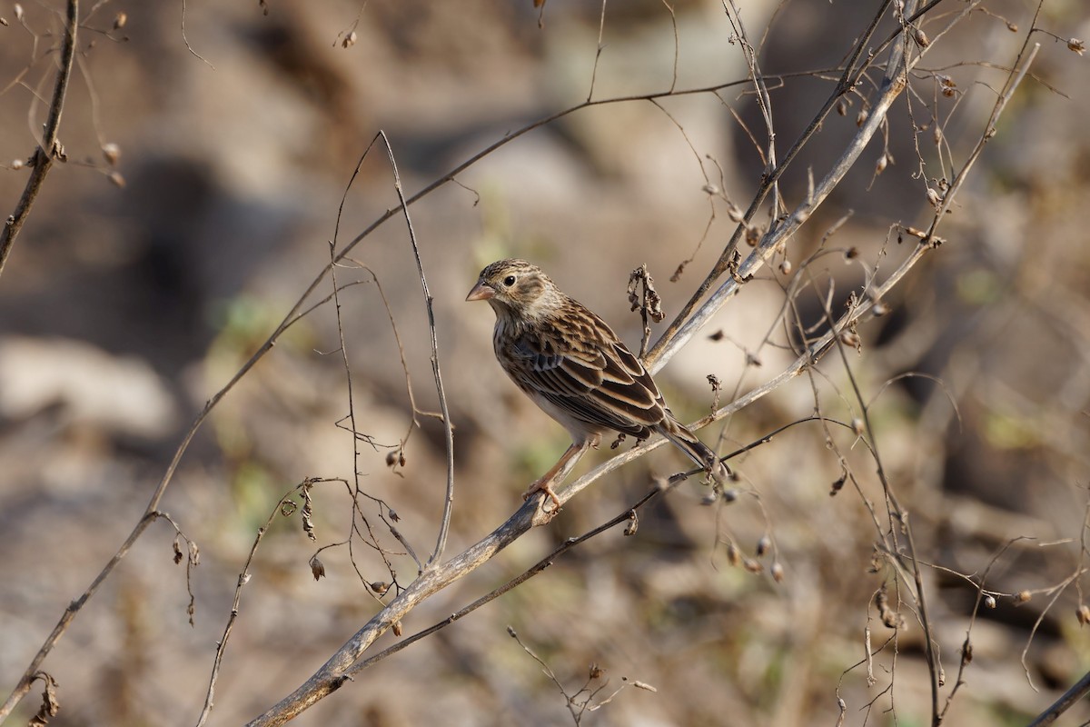 Band-tailed Sierra Finch - ML625678730