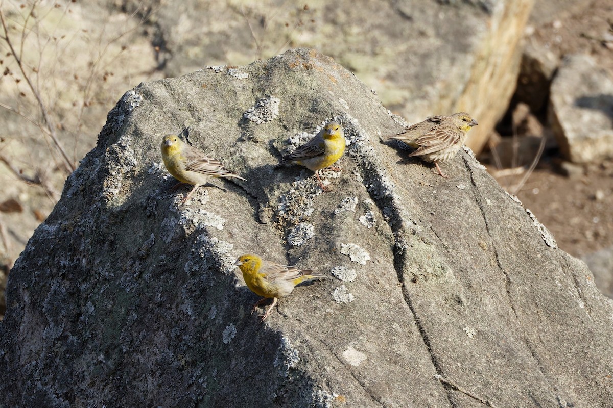 Raimondi's Yellow-Finch - ML625678733