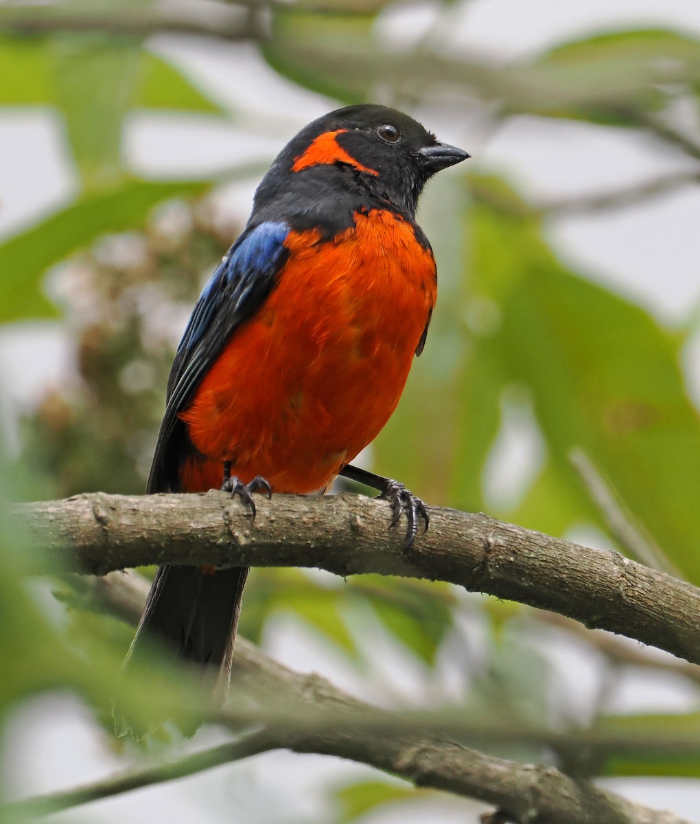 Scarlet-bellied Mountain Tanager - ML625678982