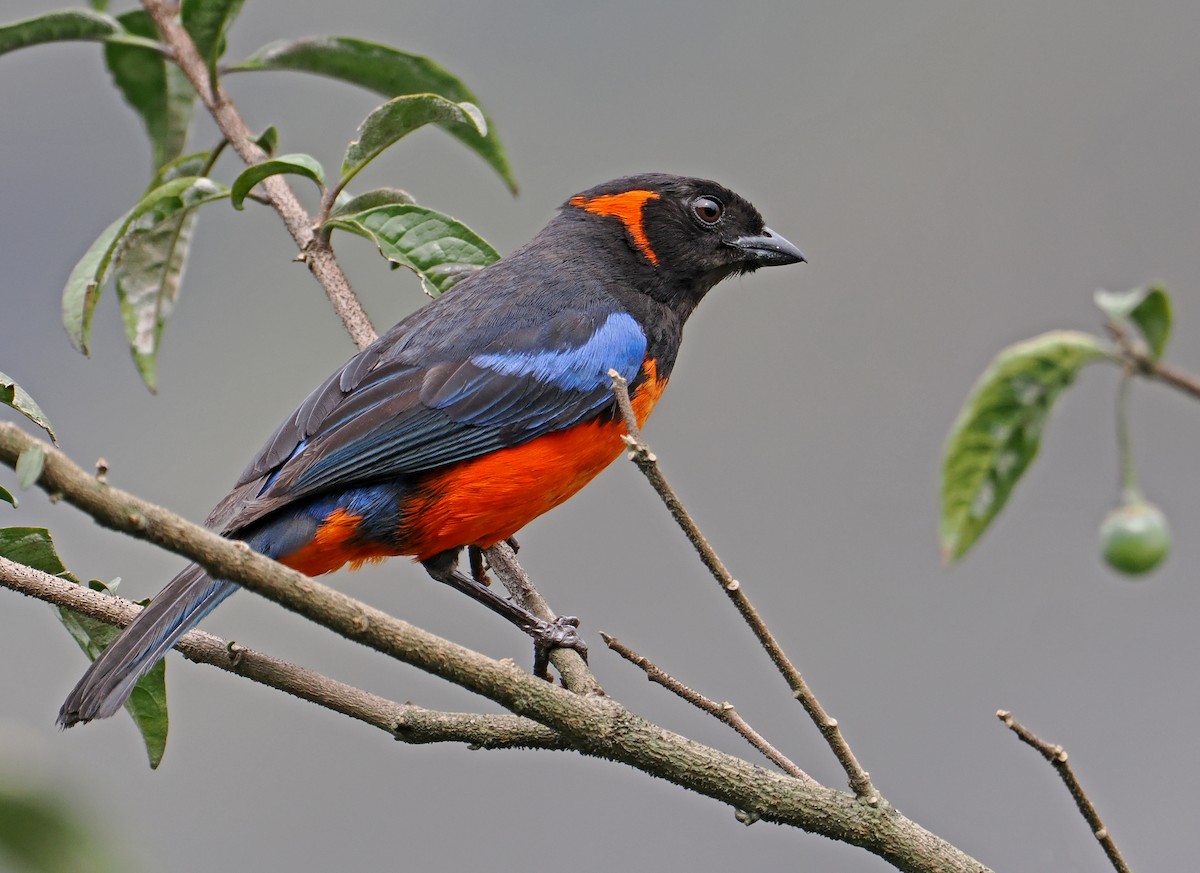 Scarlet-bellied Mountain Tanager - ML625678983