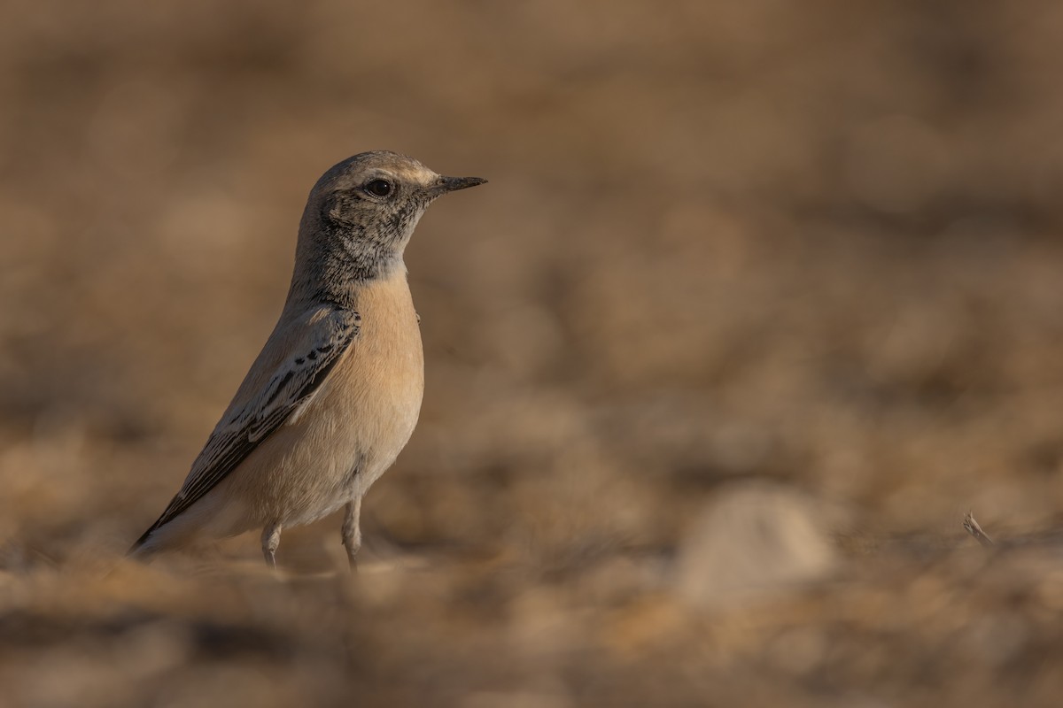 漠䳭 - ML625679085