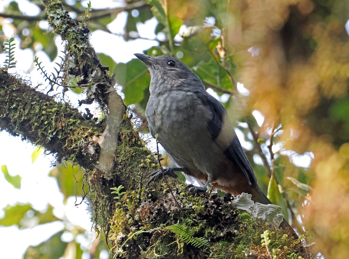 Scimitar-winged Piha - ML625679152