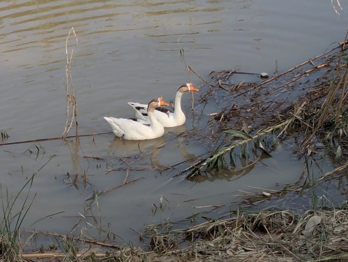 Swan Goose (Domestic type) - ML625679158