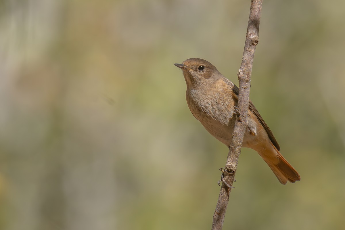 Common Redstart - ML625679181