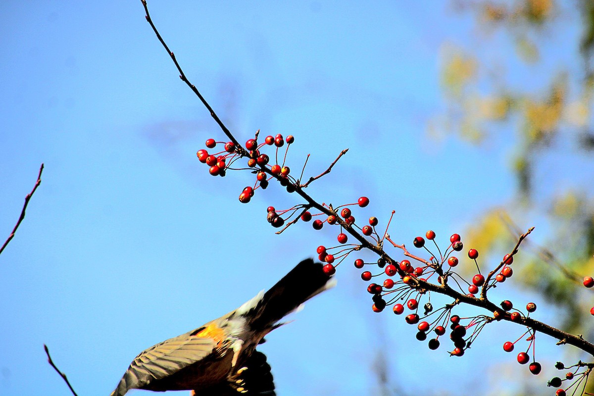 American Robin - ML625679322