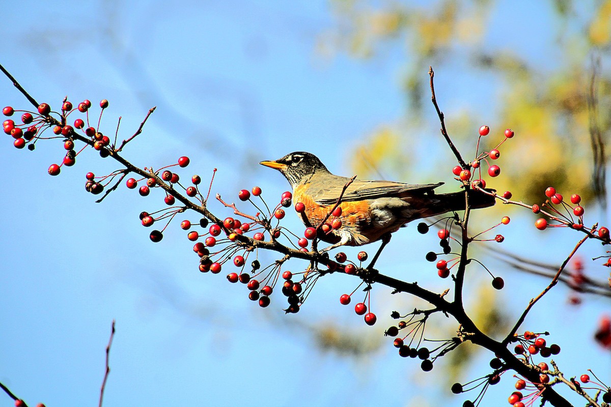 American Robin - ML625679323