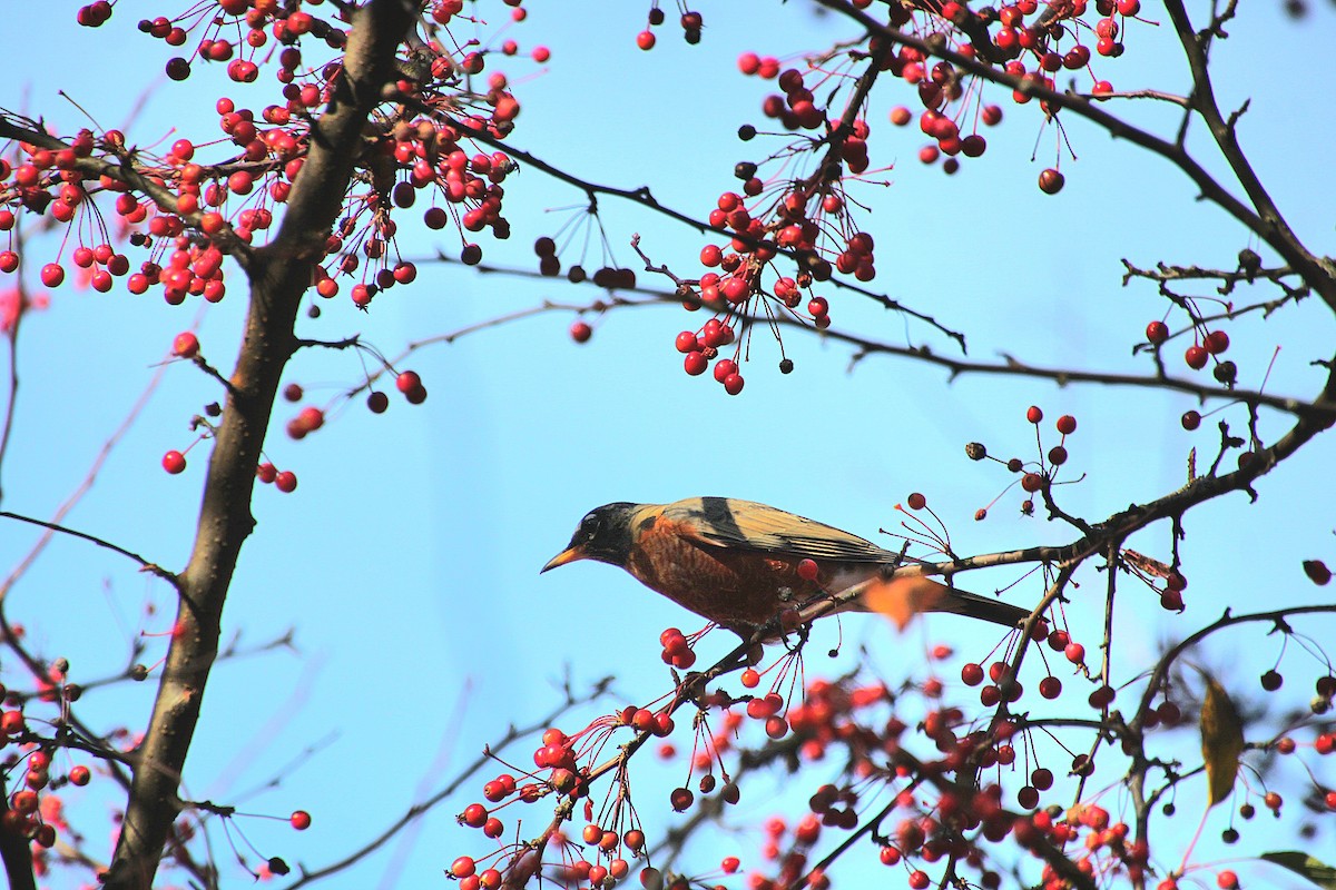 American Robin - ML625679324