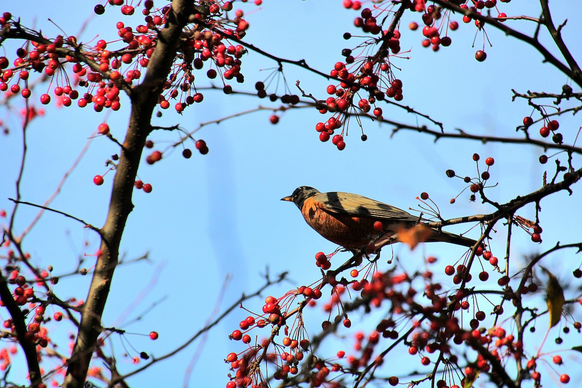American Robin - ML625679325