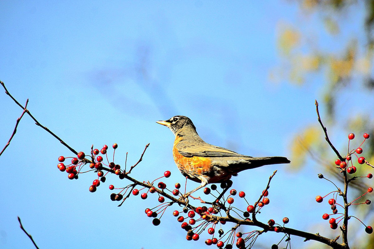 American Robin - ML625679326