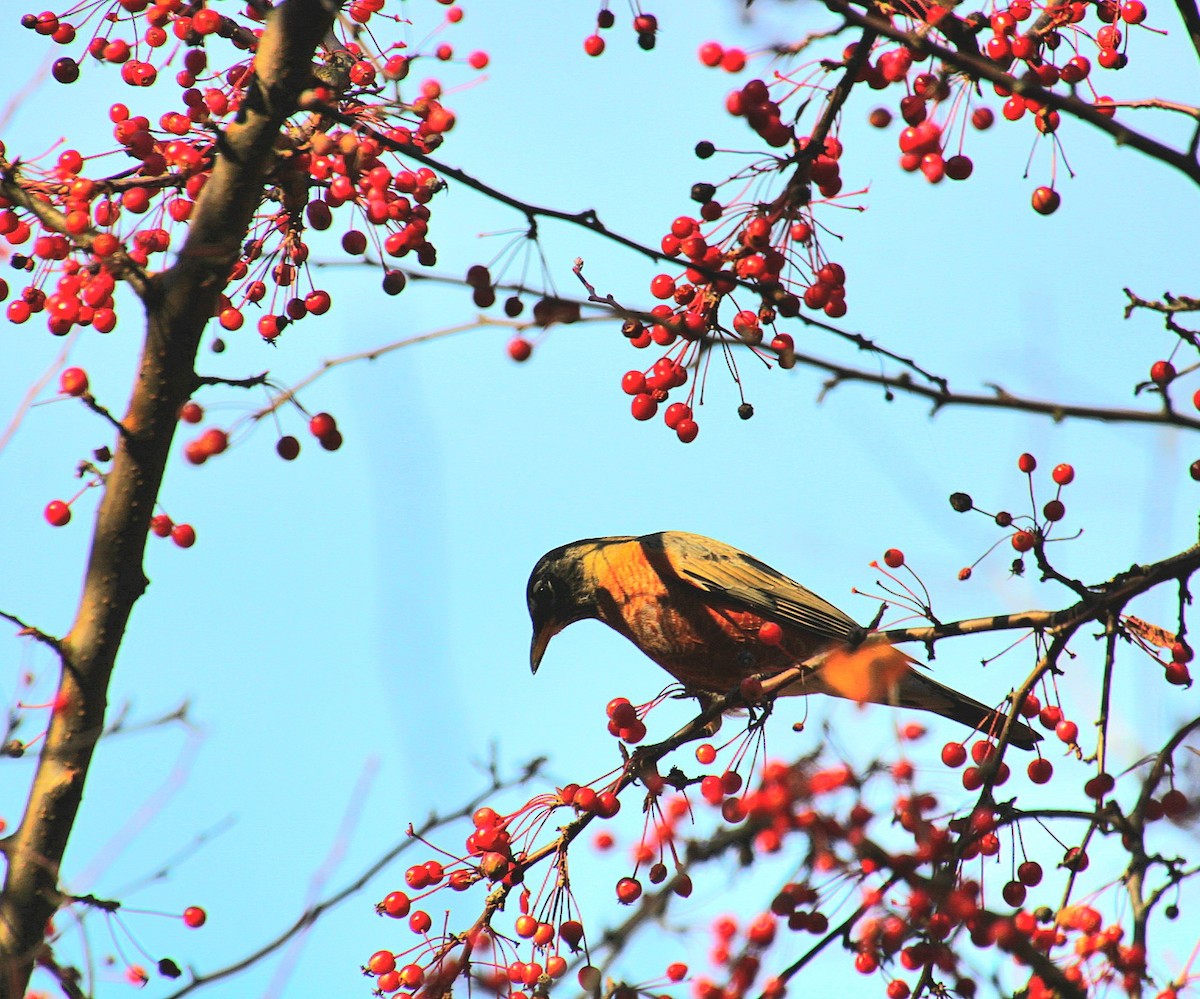 American Robin - ML625679327