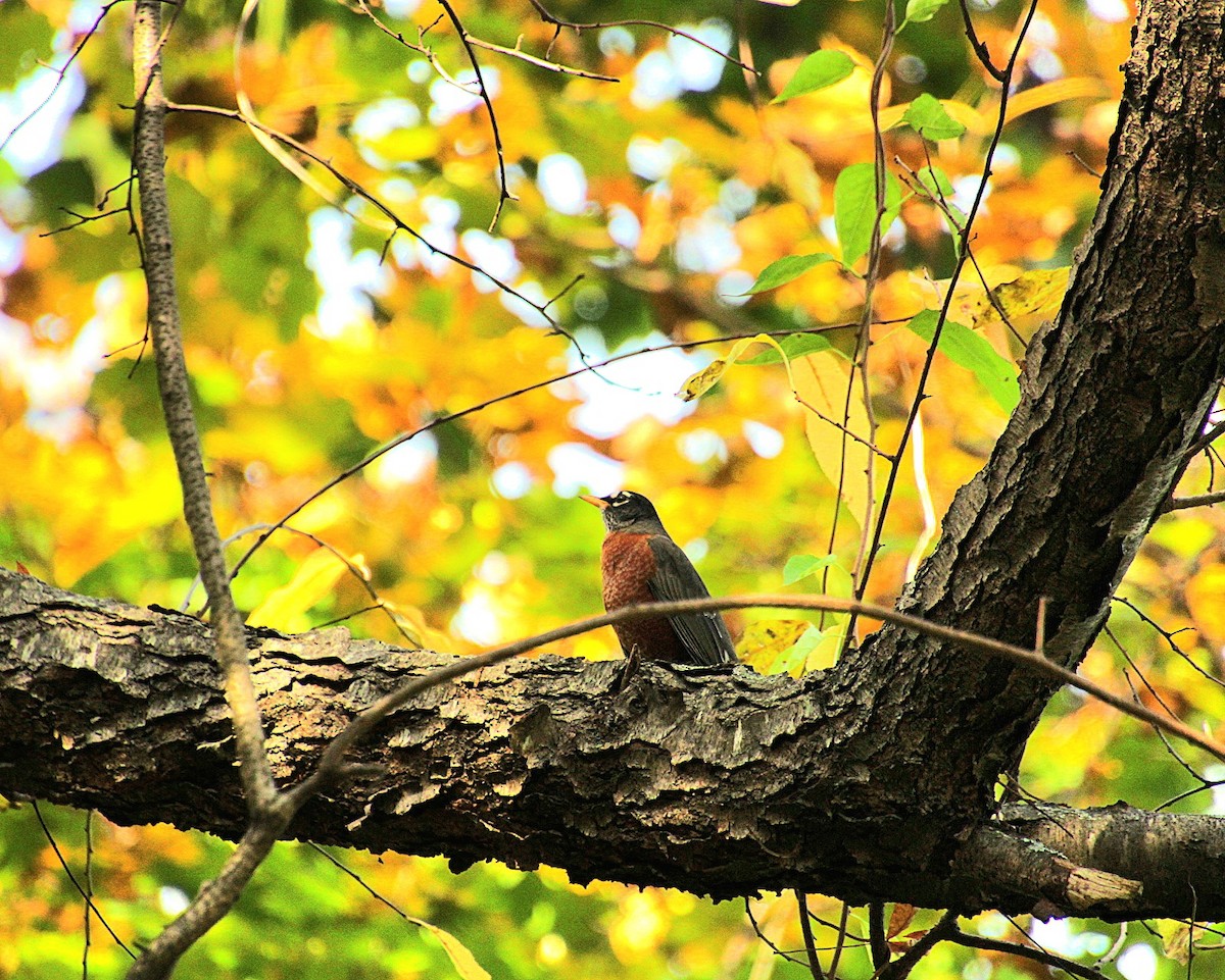 American Robin - ML625679328